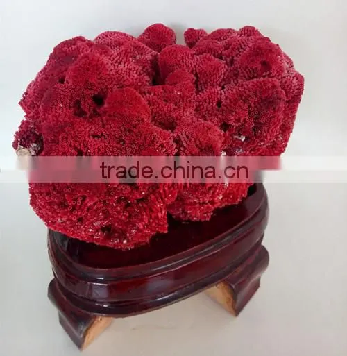 2015 Best Sale Coral Fossil for Home Decoration photo-4