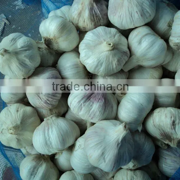 Chinese Fresh Garlic 2015 Garlic photo-6
