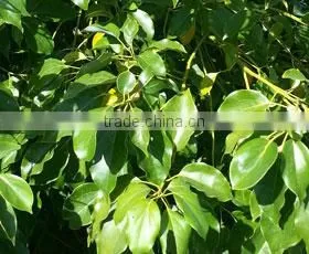 CAMPHOR WHITE OIL photo-5