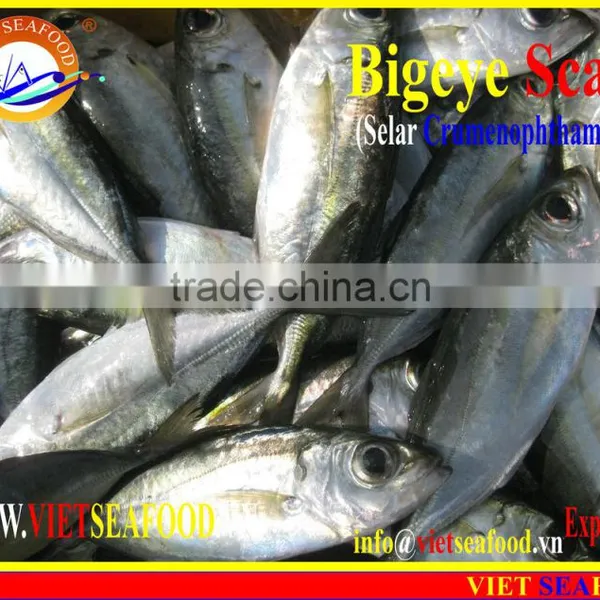 FROZEN BIGEYE SCAD WHOLE ROUND photo-6