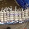 Fresh Pure White Garlic Garlic 2011 New Crop photo-3