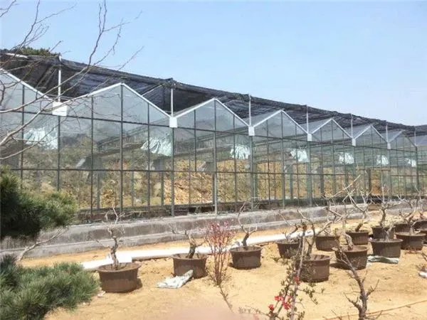 Glass Greenhouse 9.6m/10.8m Multispan Glass Greenhouse photo-2