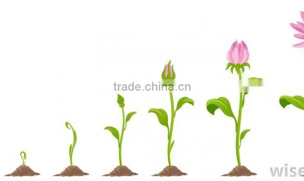 2D Animation photo-4