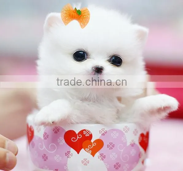 Wholesale Halloween Pumpkin Dog Pet Hair Bow With Rubber Bands photo-6