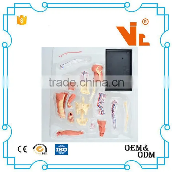 V-HM03 4D MASTER Human Tissue Model - Skeletal Muscle and Nerve Assembly photo-5