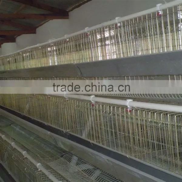 Automatic Chicken Layer Cage for Salling!!! photo-4