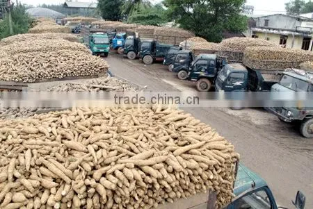 Native Cassava Starch photo-2