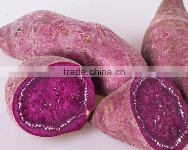 Fresh Sweet Purple Potato/red Skin Potato photo-2