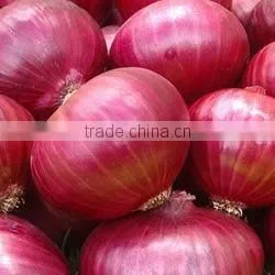 Fresh Red Onions