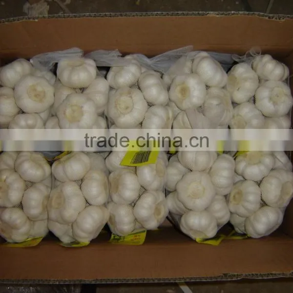 fresh garlic