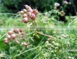 CORIANDER SEED OIL photo-2