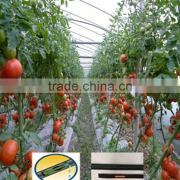 drip irrigation tube with flat dripper