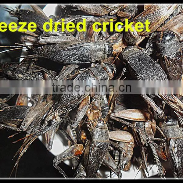 Dried Crickets Bird & Fish Pet Food photo-4
