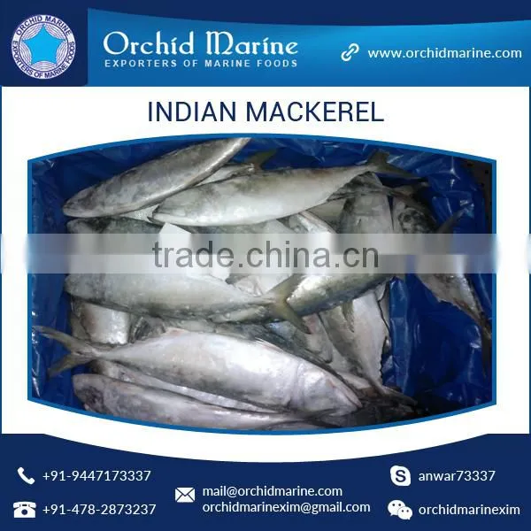 A Grade Good Taste Canned Indian Mackerel Fish Supplier photo-5