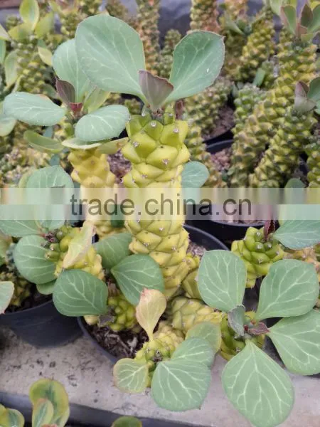 Monadenium Ritchei Ssp. Nyambense Variegata photo-2