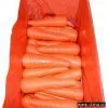 Sell Carrot