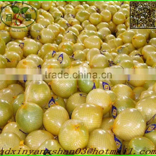 Fresh Sweet Pomelos/ Fresh Pomelo photo-3