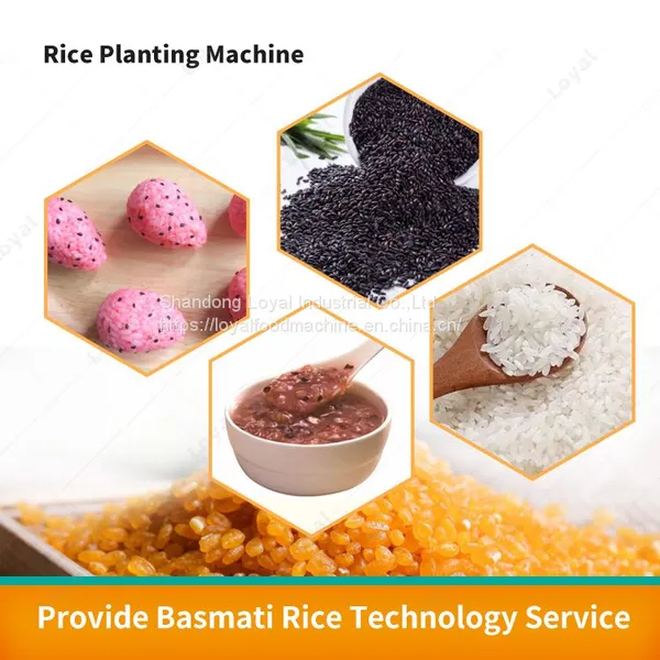 Extruded Rice Processing Line Nutritional Rice Processing Machine Extruder for Rice photo-3