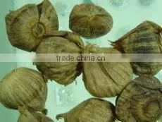 China Black Garlic/Aged Garlic