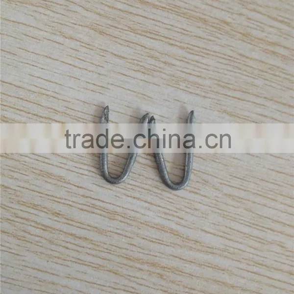 Fence Staple Factory Price photo-2