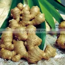 HIGH QUALITY FROZEN /SALTED / FRESH GINGER FOR SALE NOW