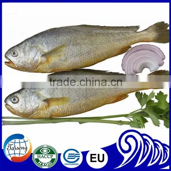 Big Size Frozen Yellow Croaker (Pseudosciaena Crocea)