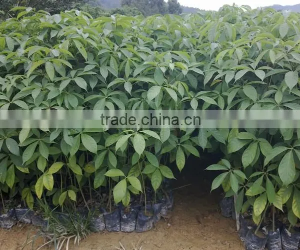 Gossampinus Malabarica Cotton Trees Seedling From China photo-4
