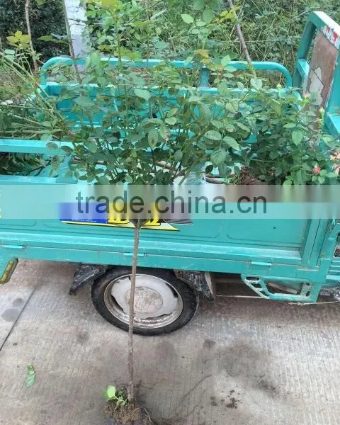 2 -5 Years and 30-120cm Rosa Rugosa Seedlings For Beautiful Roses photo-6