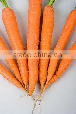 Fresh Chinese Carrot