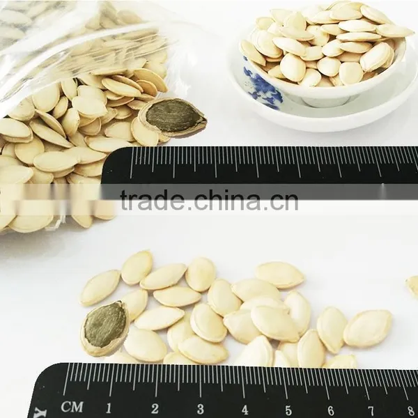 Organic Pumpkin Seeds Shine Skin 10,11-13MM photo-4