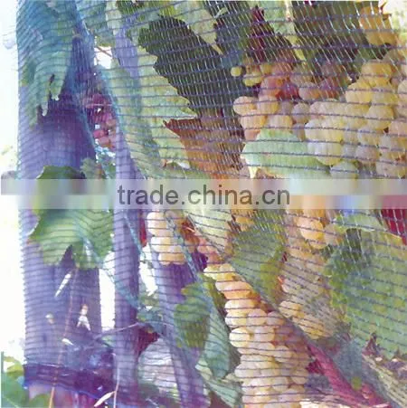 PE Nets Anti Bird Netting(Extruded) photo-3