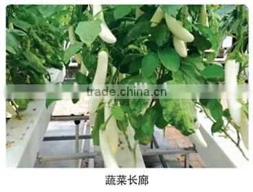 Multi-span Plastic Film Galvanized Greenhouse Agricola photo-2
