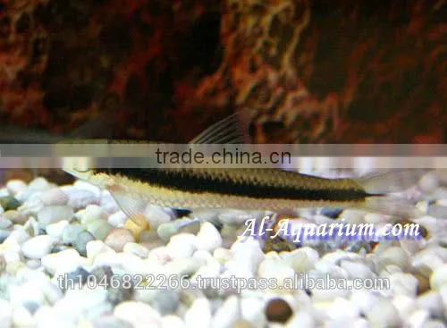 Siamese Algae Eater Fish For Sale / Aquarium Fish Thailand photo-2