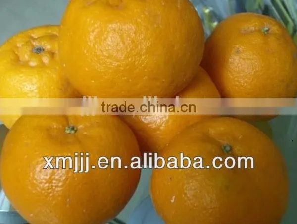 Citrus Fruits Orange Export Company photo-3