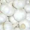 Fresh Garlic 2013 Crop