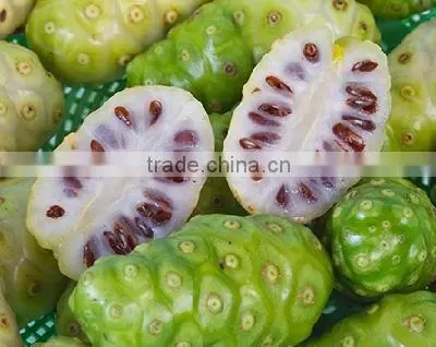 Super Quality Noni Powder For OEM photo-2