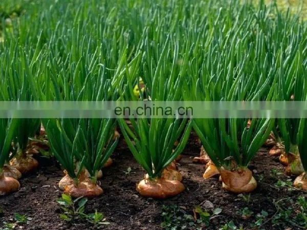 FROZEN VEGETABLE ONION HIGH QUALITY FROM VIETNAM IQF GOOD PRICE HOT SELLING NEW CROP photo-5