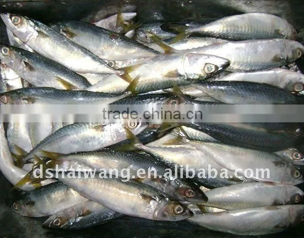 Frozen Pacific Mackerel Fish Seafrozen for Common Use photo-2