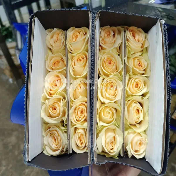 Natural Fresh China Rose Bouquet Fresh Cut Flower Best Quality Grade a Decorative 20PCS/Bundle photo-2