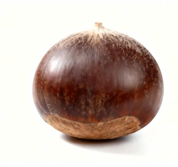 Fresh Shan Dong Chestnut photo-3