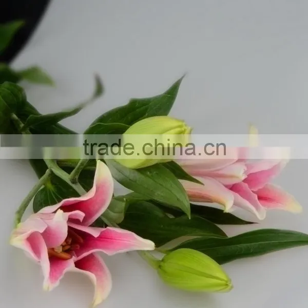 New Sorbonne Export Lilies Fresh Cut Flowers photo-5