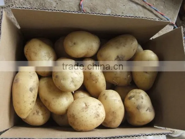 2015Anqiu Good Price of the Potato photo-6
