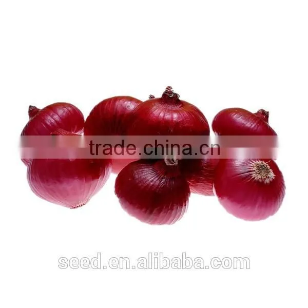 Popular Hybrid Onion Seeds for Planting SXO No.2