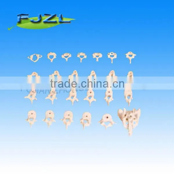 The Human Skeleton Model of Cervical, Sternal Lumber Vertebrae and Sacral Bone(26pcs) photo-3