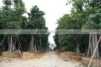 Ficus Altissima photo-5