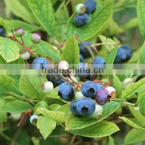 High Quality European Bilberry Extract photo-2