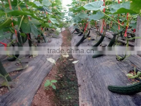 Factory Price Poly Carbonate Greenhouse for Tomato /cucumber photo-3