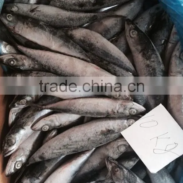 Frozen Pacific Mackerel photo-4