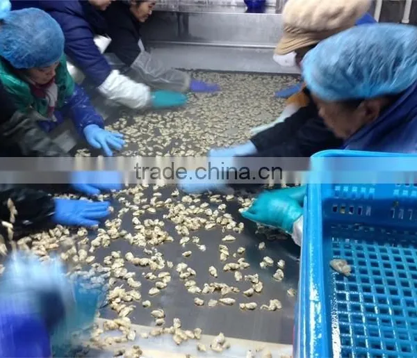 Frozen Short Clam Meat Treated photo-6