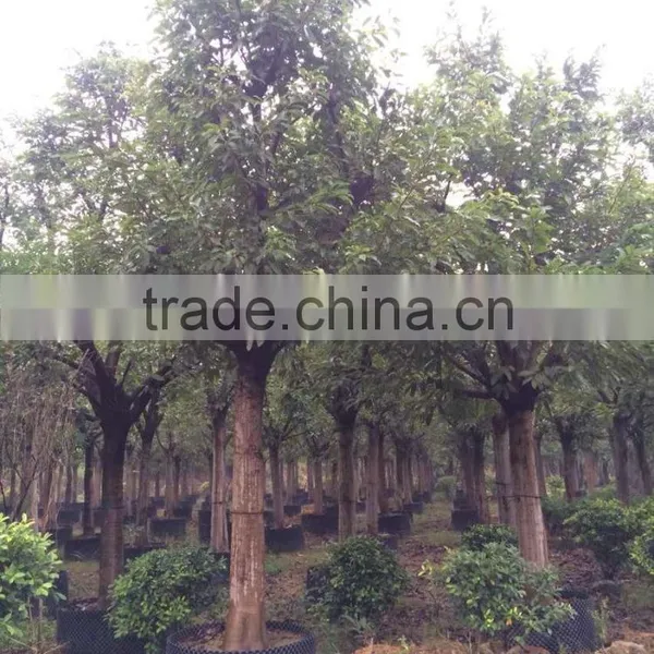 Ficus Lacor photo-2